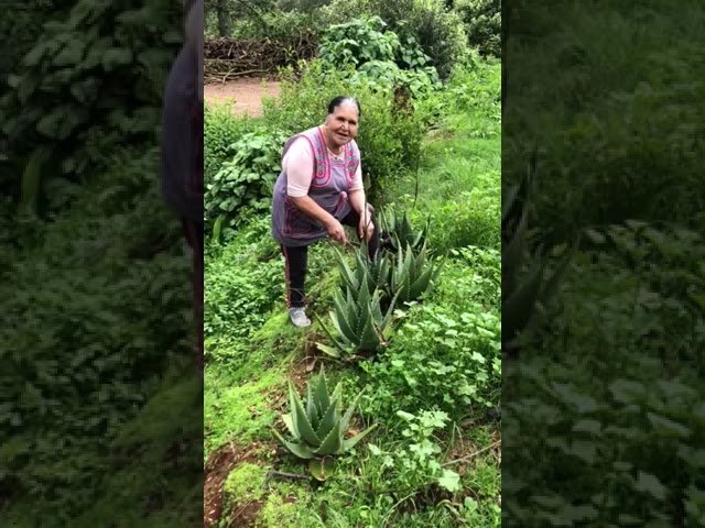 Lo que no debes hacer en usar remedios caseros sin conocimiento